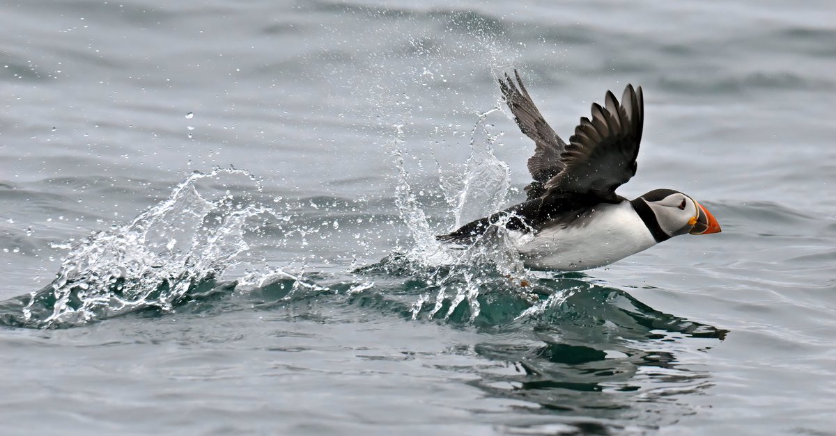 Puffin splashing take-off! 😁
#TheDailyPuffin 🐦😍