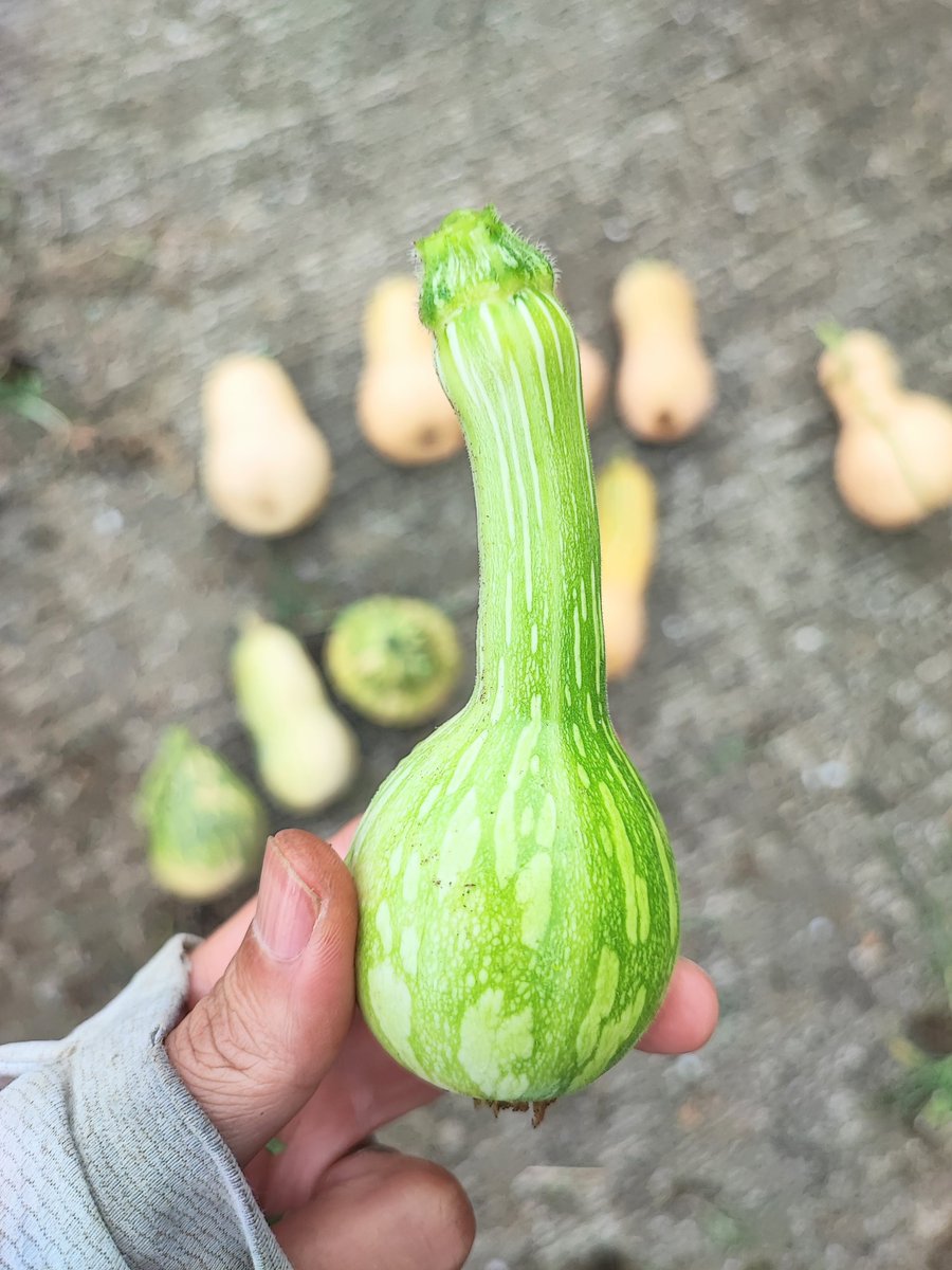 Madam_Fujiko's tweet photo. I tried eating a young, unripe butternut squash. It had a texture like a firm avocado and melon. I was surprised by its deliciousness when paired with wasabi soy sauce!
#INASHIKINEST #butterbut #バターナッツ
#かぼちゃ #guesthouse #homegrown #vegetables https://t.co/0K23EuMsoC