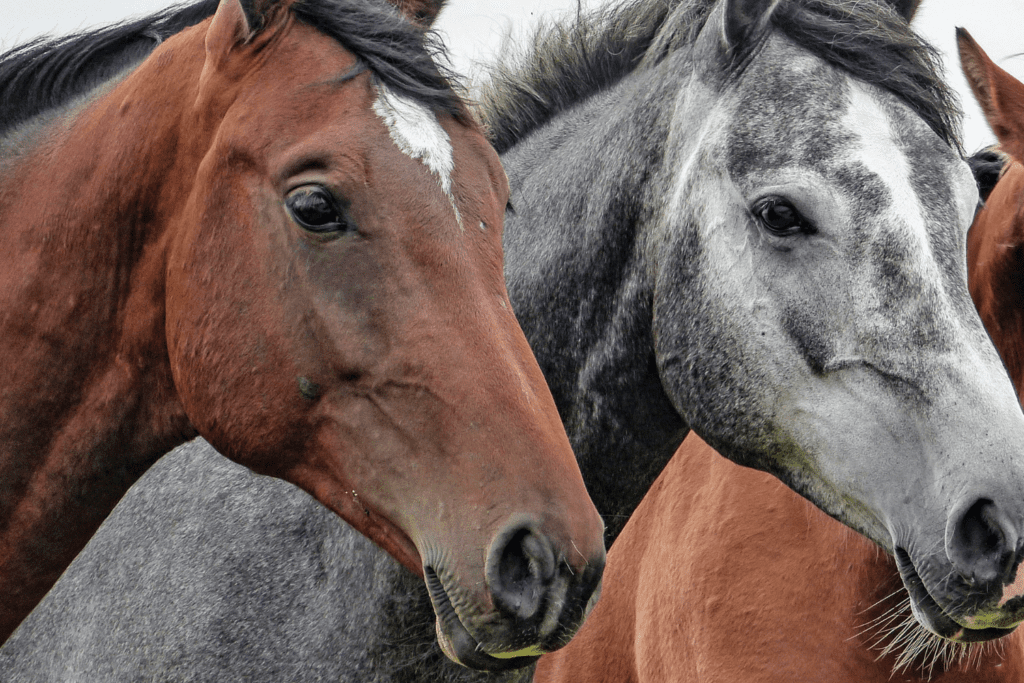 .@vanhumane:  Heart-wrenching new B.C. rodeo footage captures stress and suffering of animals up close  dlvr.it/TCnC39