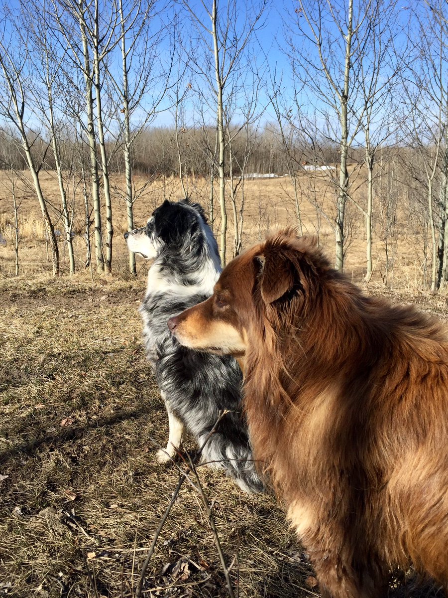 Piper_Kona's tweet photo. Our blue merle Piper 🌈 and our red tri Kona🌈 https://t.co/hNwpLj7O5g