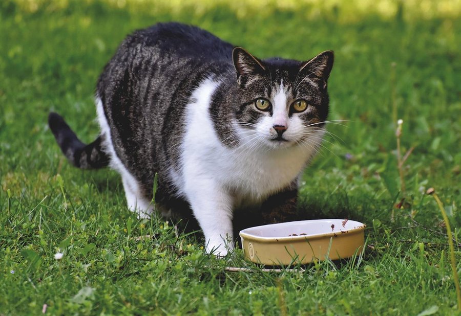 CrowdPets's tweet photo. La dieta BARF para gatos, todo lo que debes saber acerca de la alimentación felina https://t.co/MIUN64Cwgy https://t.co/1n4Ec7dx6n