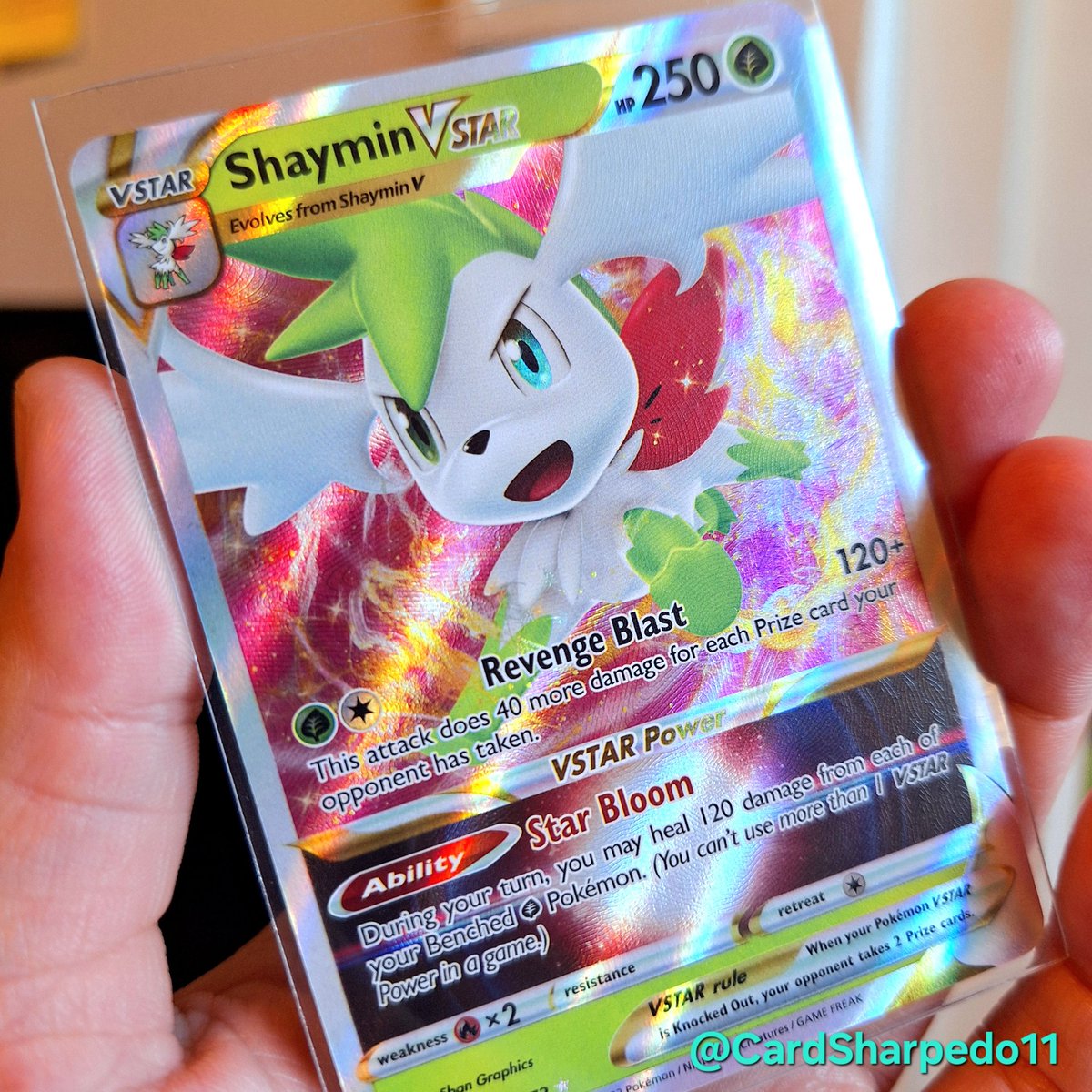 Giving away this gorgeous Shaymin VStar! 🌸🌟

Just follow <a href="/CardSharpedo11/">The Cardboard Card Shark</a> and retweet.

Winner will be picked on Thursday 9/5.

Open to US only. Thank you!