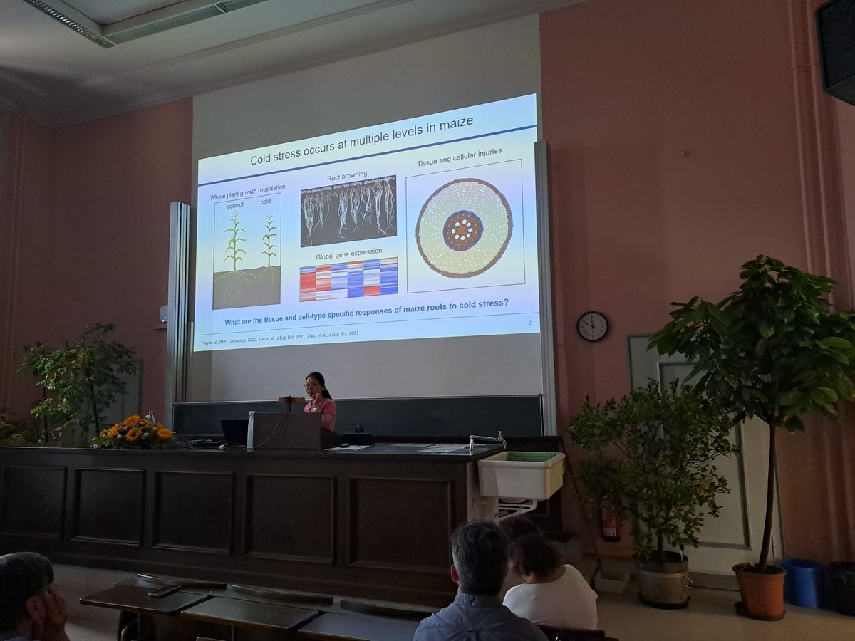 Day 2 of the DGP 2024 conference🌱 plant-nutrition.de/dgp2024/ _ Great talk by Yaping Zhou @ inres.uni-bonn.de/cfg/en "Epidermis-specific trasncriptomic  responses in maize..."