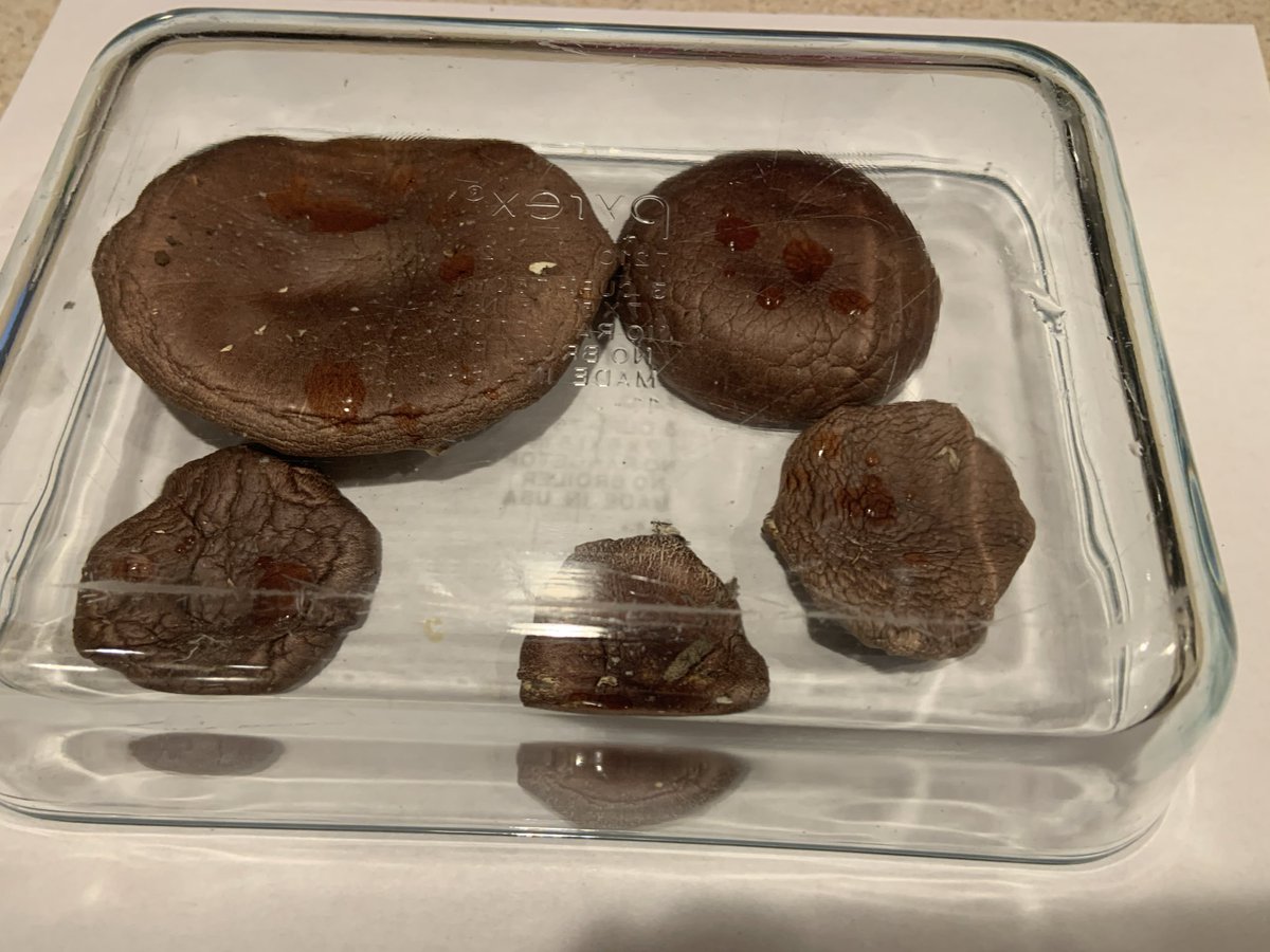 Trying out spore printing for the first time. 

#GourmetMushrooms #GrowYourOwn