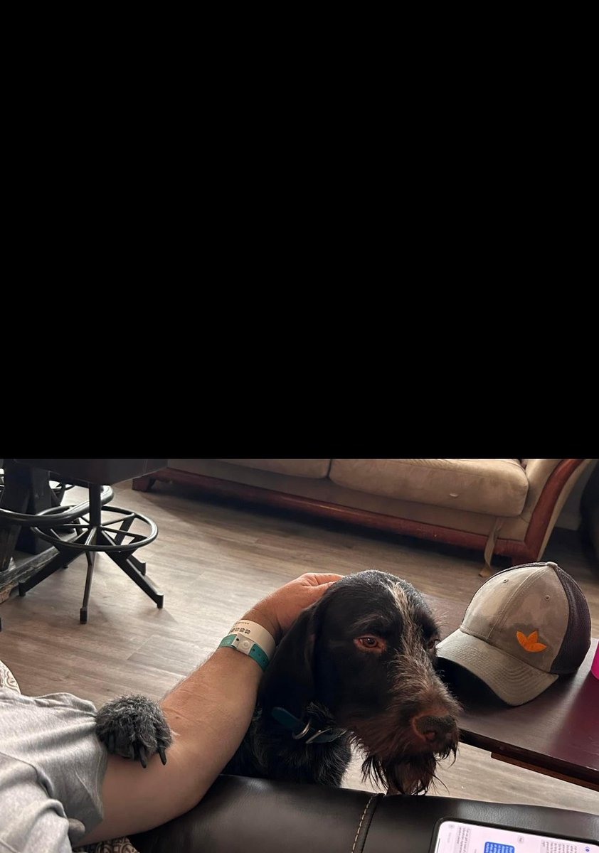 traviserose11's tweet image. My surgery recovering buddy checking in. Rayo always has to be touching his people  #simplot #dogsofturff