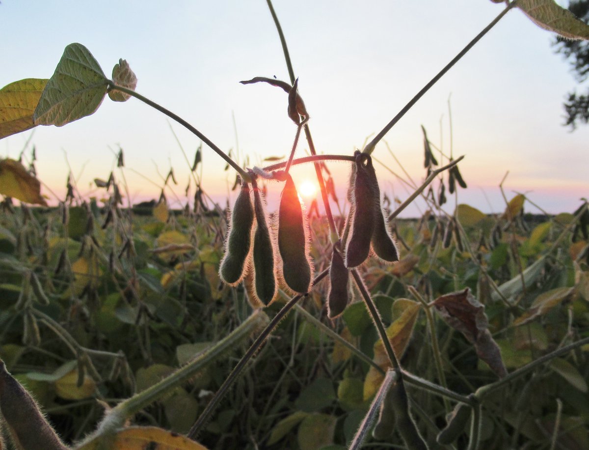 DairyFarmher's tweet image. Soybeans are really changing now.
#perthcounty #ontag