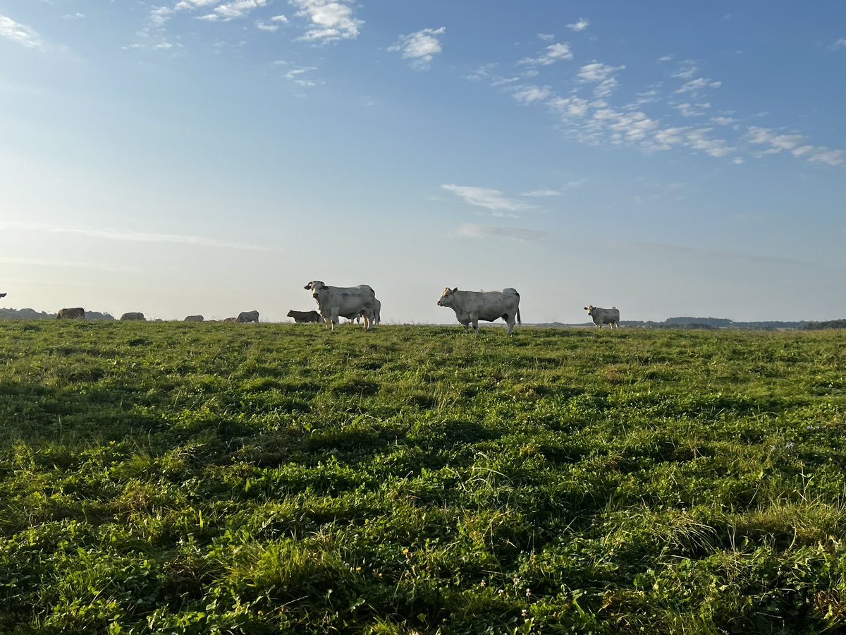 La préparation vêlage est une étape capitale ! 
La négliger c’est tout simplement prendre un risque énorme 
La maîtriser c’est s’assurer sérénité et réussite.
La santé et les performances des beaux commencent bien avant la naissance.