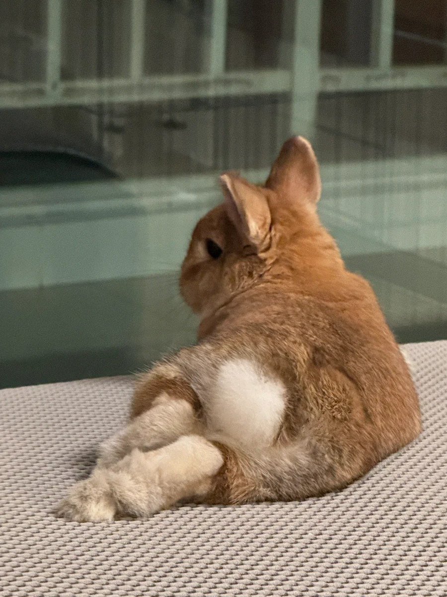 Why you should have a rabbit tweet media