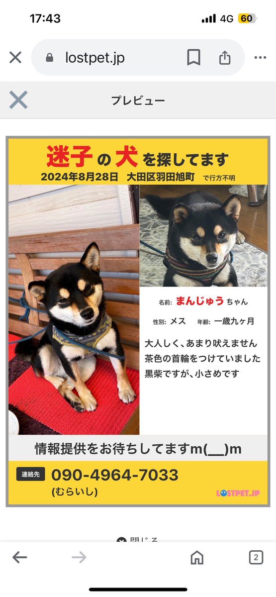 tokitoki0920's tweet photo. 知り合いの飼っているわんちゃんが行方不明になってしまいました。
詳細は1枚目に載っています。

目撃情報等ございましたら画像に記載の電話番号またはこちらにメッセージ頂けますと幸いです。

28日から見つかっていない状態ですので共有していただけると嬉しいです。

#柴犬　#迷子犬　#黒柴　#羽田 https://t.co/cdwGBEo3WZ
