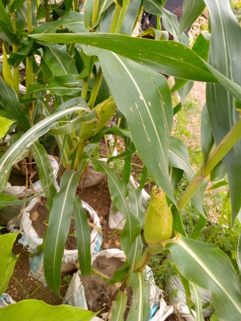 miketerungwa's tweet photo. Addressing food shortages and building climate resilience through #UrbanFarming and #HomeGardening-by GIFSEP
No land, No Worries... that open space within your home or neighborhood is enough
#GlobalWarming
#Adaptation
#ClimateAdaptationFinance
#COP29
https://t.co/mJ8vPwoDb5 https://t.co/R67tEPhqvw