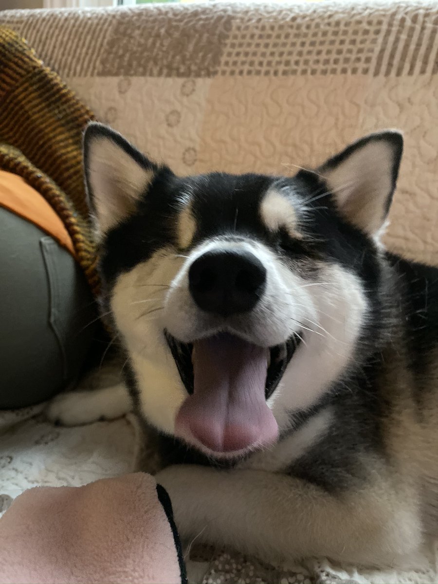 Spoke to the vet—sadly, surgery isn't an option for Wonder without severely impacting his quality of life. I've requested refunds for all donations on GoFundMe and I can PayPal refunds for any twitch donations. I'll focus on keeping him comfortable and happy. Thank you all.