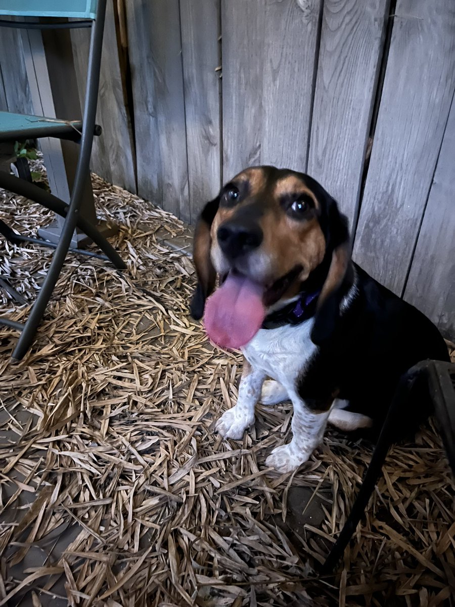 cherynrobles's tweet photo. Alfie is a 2 and a half yr old, fixed energetic and inquisitive little guy. His velvety ears are mostly decorative when there’s a cat nearby but his singing 🎶 voice is lovely. He’s looking for a forever home 🏡 with lots of squeaky toys. https://t.co/fcsNB4dqK7 https://t.co/I1tZlbvUnw