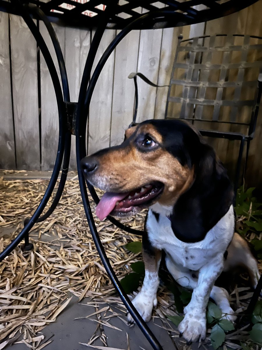 cherynrobles's tweet photo. Alfie is a 2 and a half yr old, fixed energetic and inquisitive little guy. His velvety ears are mostly decorative when there’s a cat nearby but his singing 🎶 voice is lovely. He’s looking for a forever home 🏡 with lots of squeaky toys. https://t.co/fcsNB4dqK7 https://t.co/I1tZlbvUnw