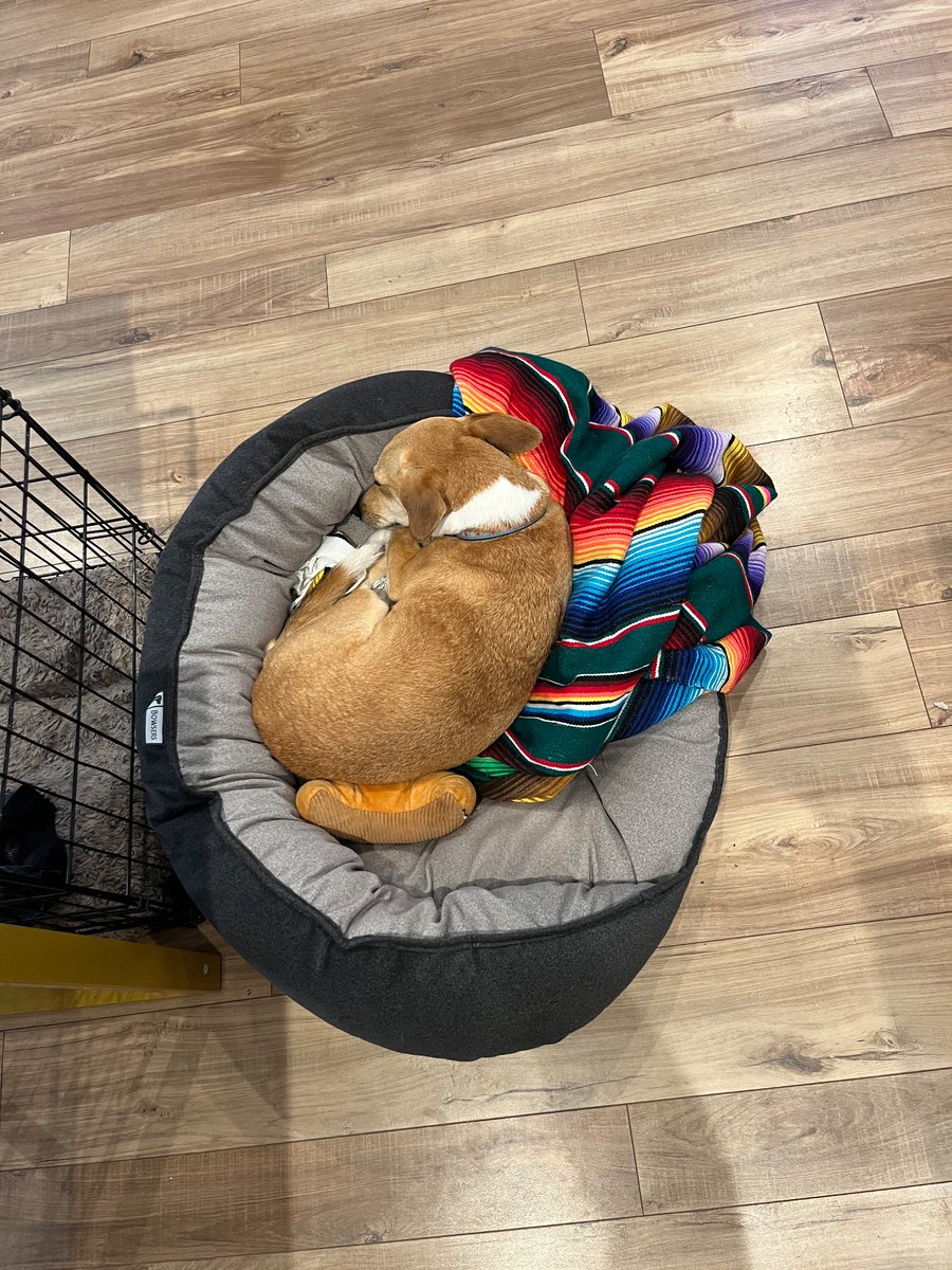 I moved a bunch of furniture into the store (thank you @daimondrewthis for helping schlep all this stuff), and I’m slowly getting Bonnie acclimated to her shop dog role.