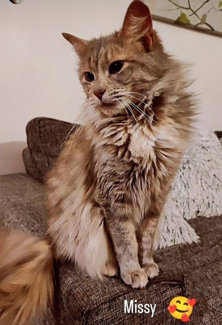 ilovedogs_vale's tweet photo. Porfa amig@s de twitter🥹 denme una manito. Esta hermosa gatita necesita ser esterilizada, tomarse exámenes + vacunarse. Lo ha pasado muy mal (se cayó de un edificio😩) y por fin está en búsqueda de una familia que SÍ LA AME Y CUIDE. En total son app $120.000🙏🏻 @canelapali RT💜 https://t.co/OgRL1i95vJ