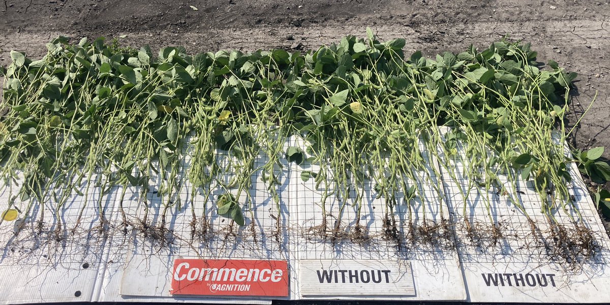 MinStartAg's tweet photo. Checked high iron Commence seed treatment on IDC ground near Tower City, ND. Slightly deeper roots and 10% more pods. #SoilHealth #Agnition #soybeans #ph https://t.co/uX1rbjkN0y