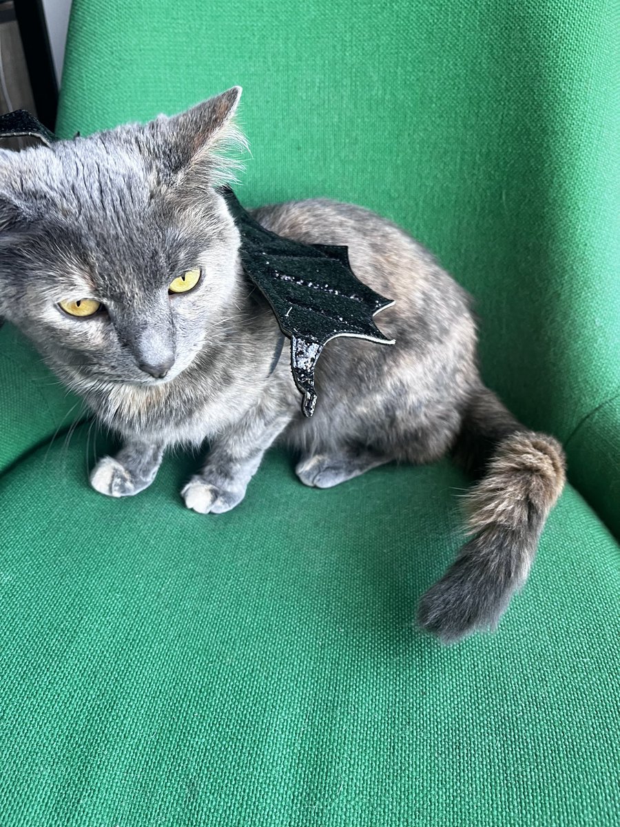 alyssanplotts's tweet image. beans or a bat