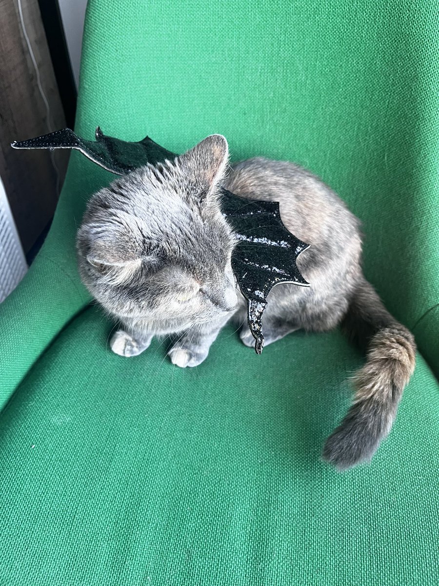 alyssanplotts's tweet image. beans or a bat