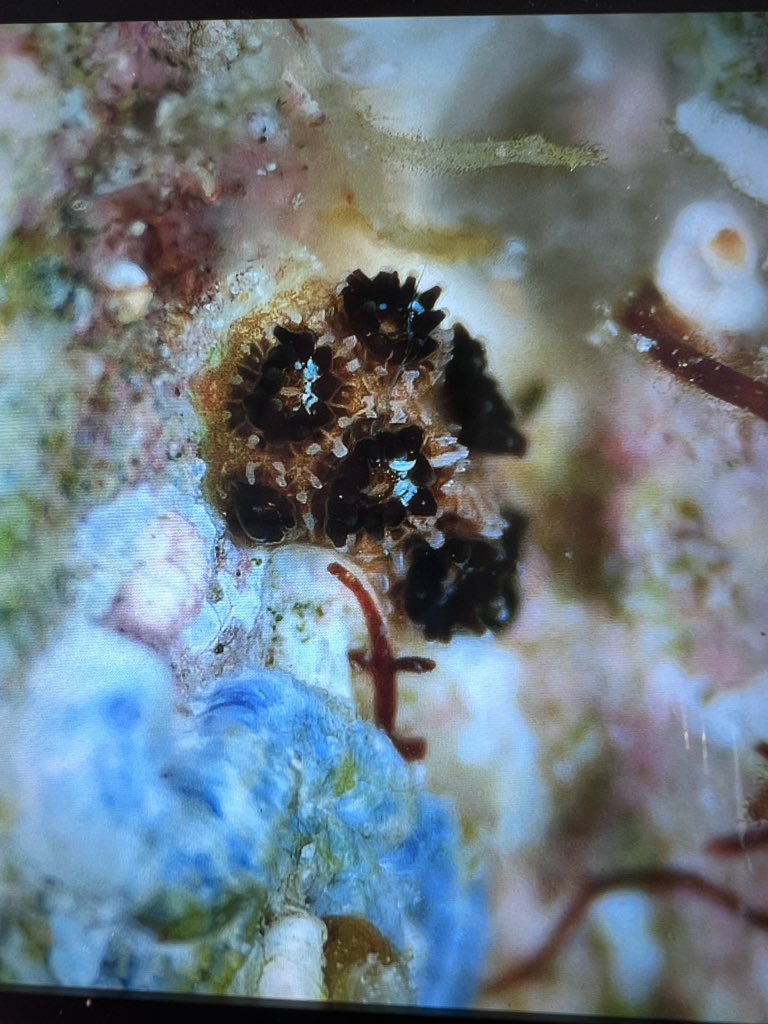 jamssaipan's tweet photo. We love seeing our coral babies grow! These are 1-year-old recruits that we produced last summer and kept safe at our ocean-based coral nursery. https://t.co/gwg0VRARLH
