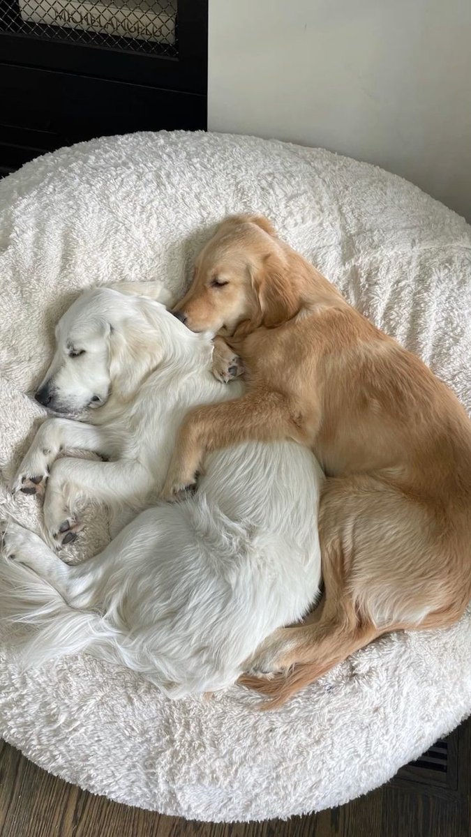 puppiesDoglover's tweet image. Love this puppy cuteness