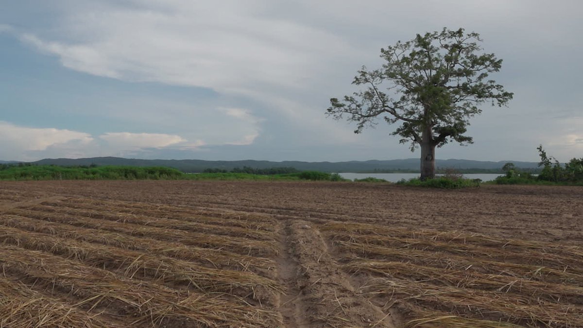 Riega de semilleros en zonas altas para facilitar el drenaje de los suelos, estrategia de los #Tabacaleros de #PinardelRío para adelantar los preparativos de la campaña pese a las lluvias de los últimos días #XNuevasVictorias