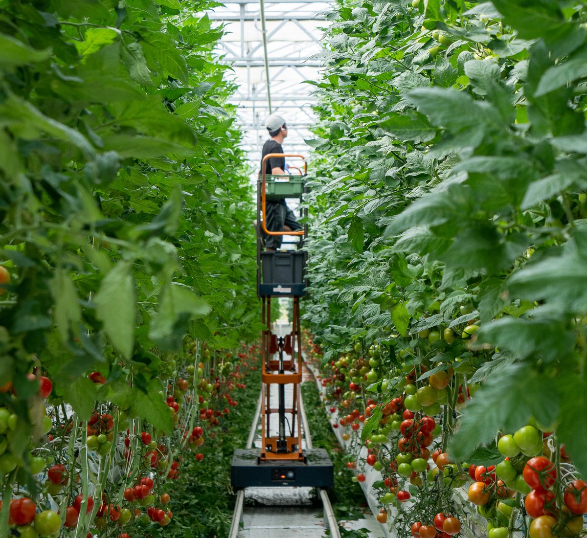 Haasta ruokaostoksesi Suomalaisen ruoan päivänä 4.9. 🇫🇮🍅

Kaupassa asioidessa ei aina ole aikaa miettiä syvällisemmin valintojen taustoja – tätä kannattaa kuitenkin pohtia nyt Suomalaisen ruoan päivänä. Mistä syömäsi kasvikset tulevat? 

Lue lisää: kauppapuutarhaliitto.fi/6531-2/