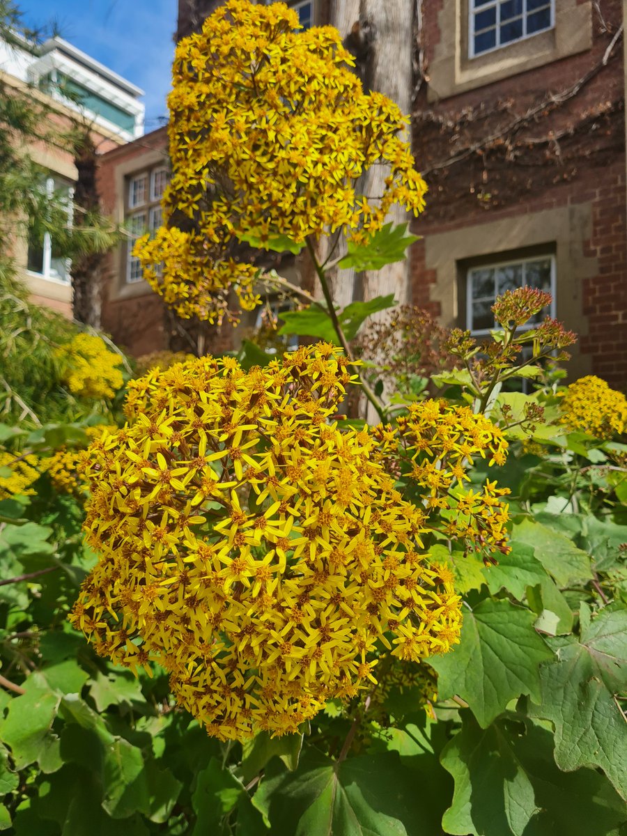 Meetings at Uni Melb is so cheerful with everything blooming right now.