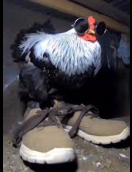 Rakecito tweet media