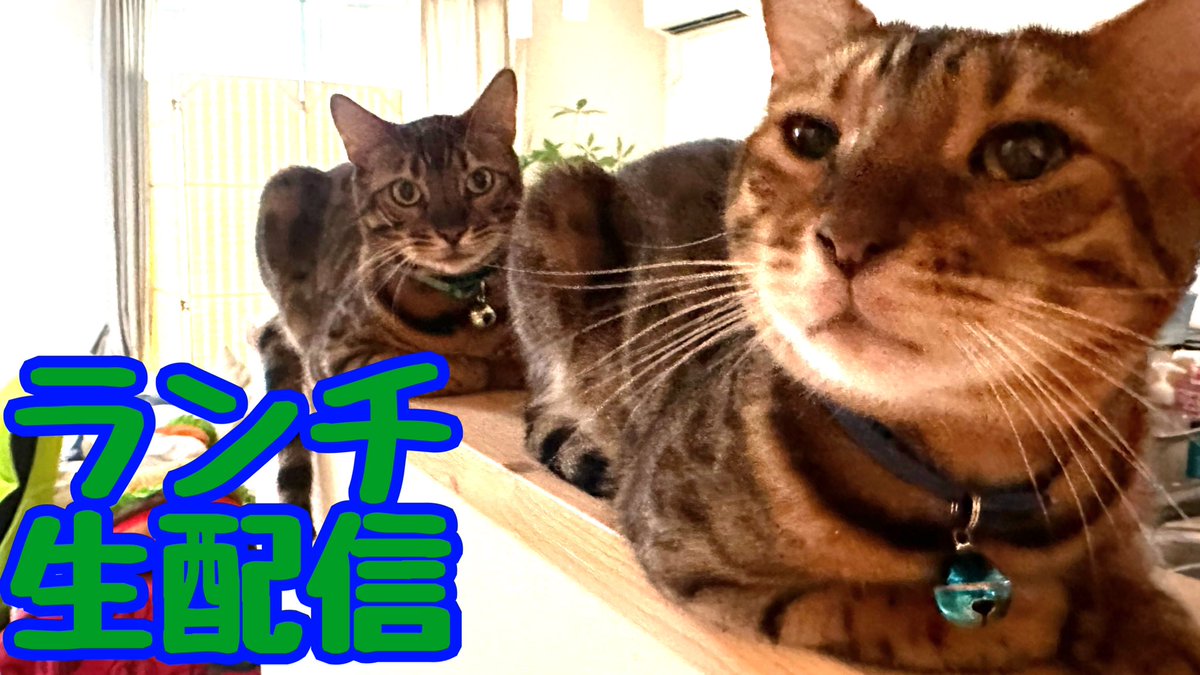 たま🐆🐈‍⬛にゃんたまHouse (@Tama27u0916) / Posts / X