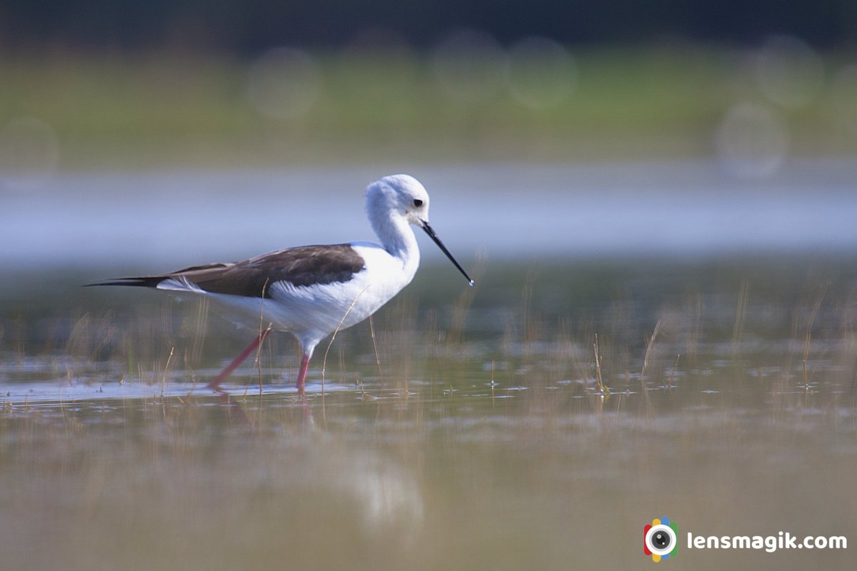 np_photographer's tweet photo. Black Winged Stilt https://t.co/EyQ2DJuRG4 Birds of Gujarat #blackwingedstilt #stiltbird #blackandwhitebird #birdsofGujarat #tholbirdsanctuary #thollake #birdsanctuaryGujarat #birdwatching #birdphotography #BirdsOfTwitter https://t.co/NXN9cOrvly