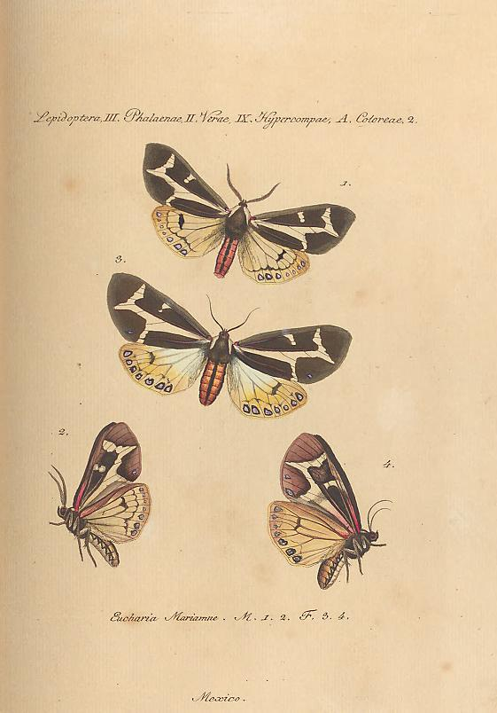 Now available on <a href="/BioDivLibrary/">BHL</a>: Jacob's Hübner spectacular "Sammlung exotischer Schmetterlinge" (Collection of exotic butterflies) v. 3, from <a href="/museumsvictoria/">Museums Victoria</a>'s Rare Book Collection.   biodiversitylibrary.org/page/63865113. cc <a href="/atlaslivingaust/">Atlas of Living Aust</a>