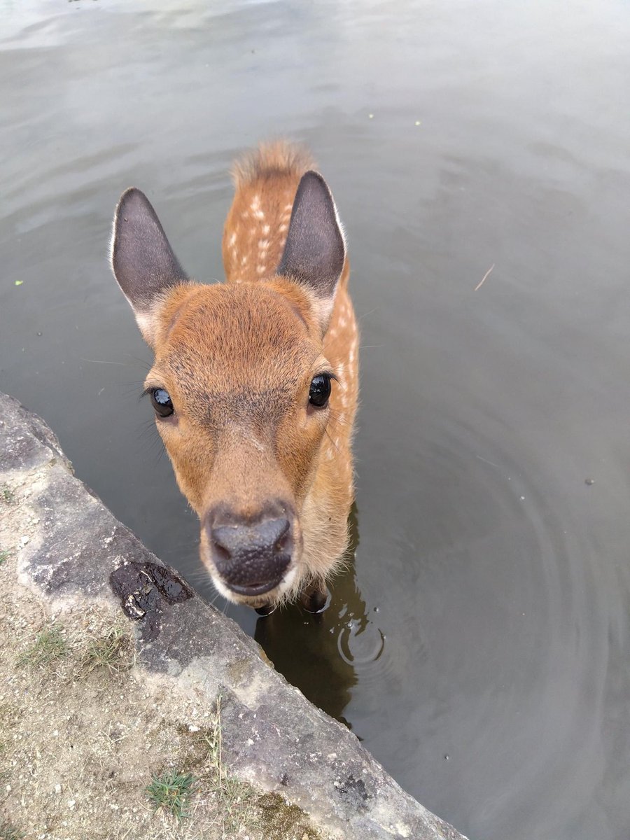 wonderful   fish   creature