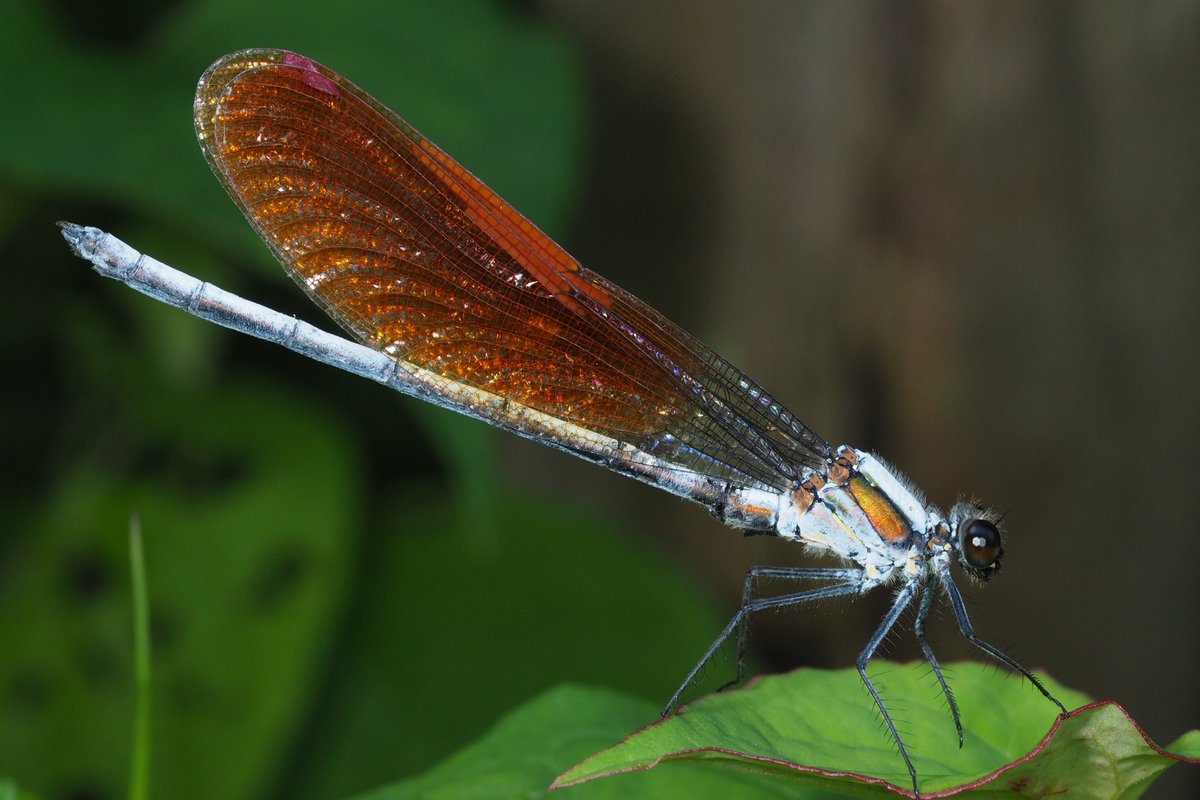 exoskeleton tweet media