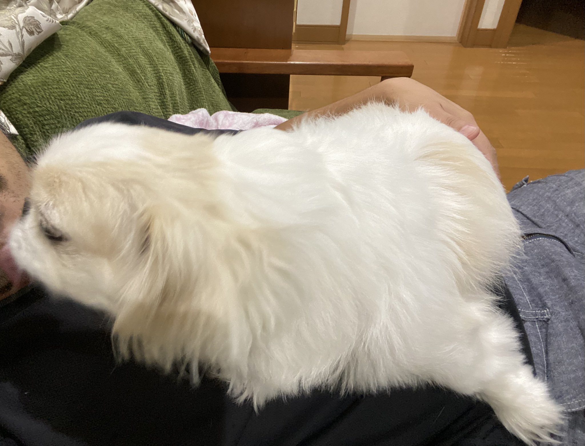獅子丸😆野犬のおやぶん！！ (@440trainer) / X