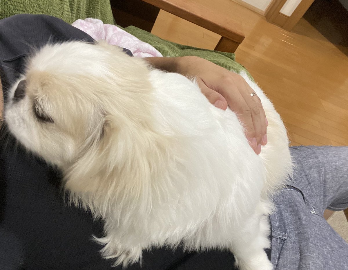 獅子丸😆野犬のおやぶん！！ (@440trainer) / Posts / X