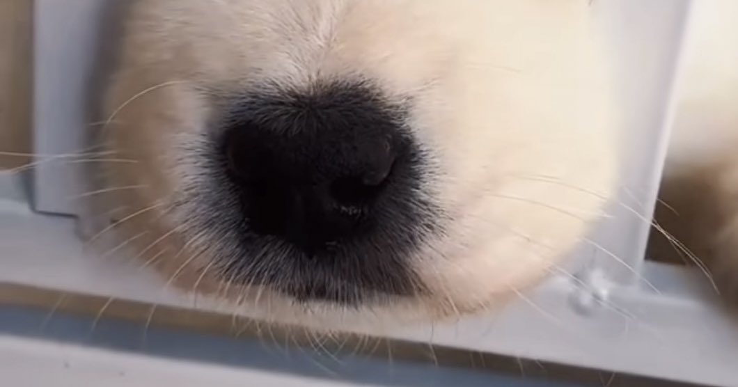 A ver.                                  B ver.