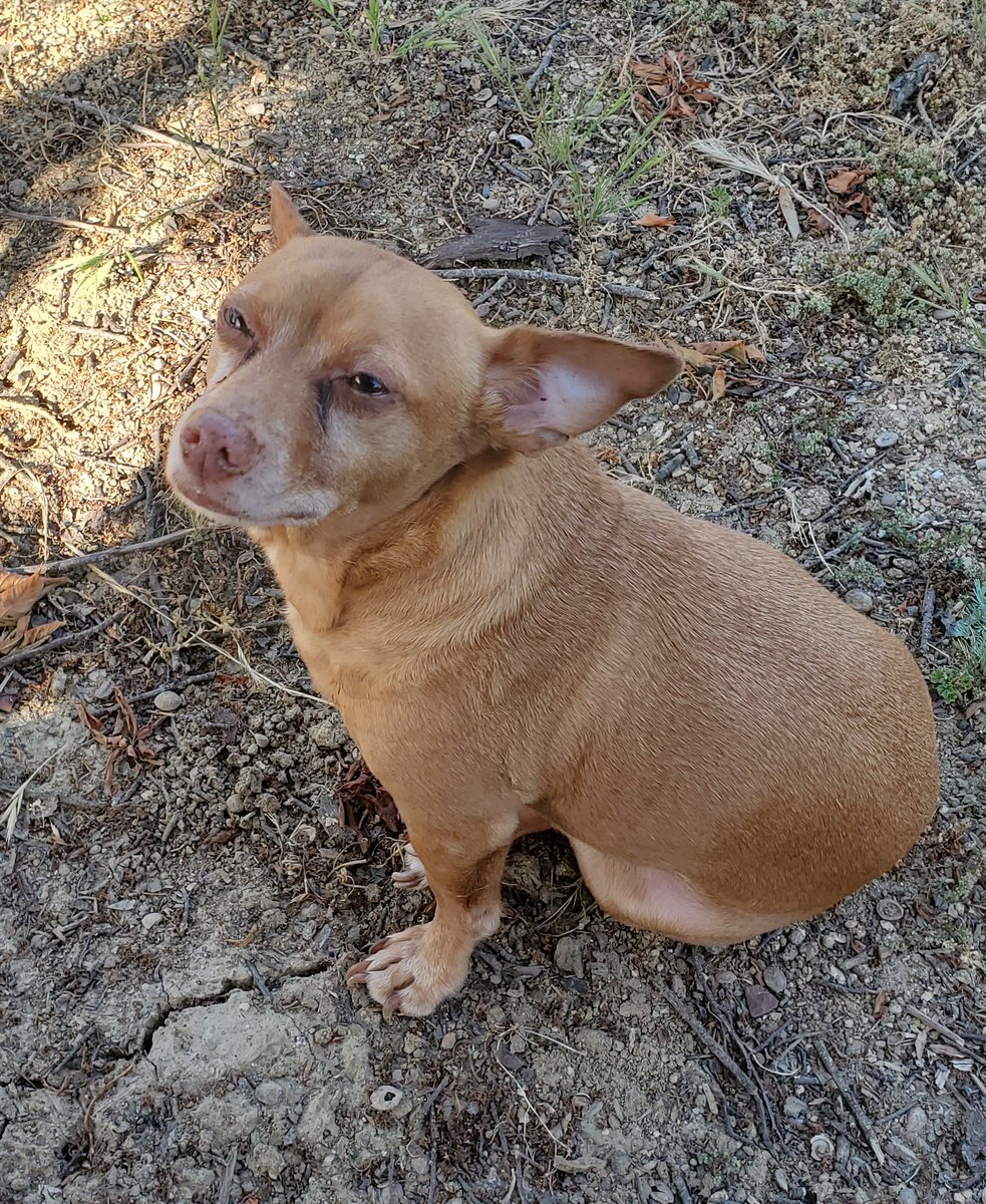 Albuutt's tweet image. You were always a good boy. Have fun in heaven Bruno. May you rest in peace.