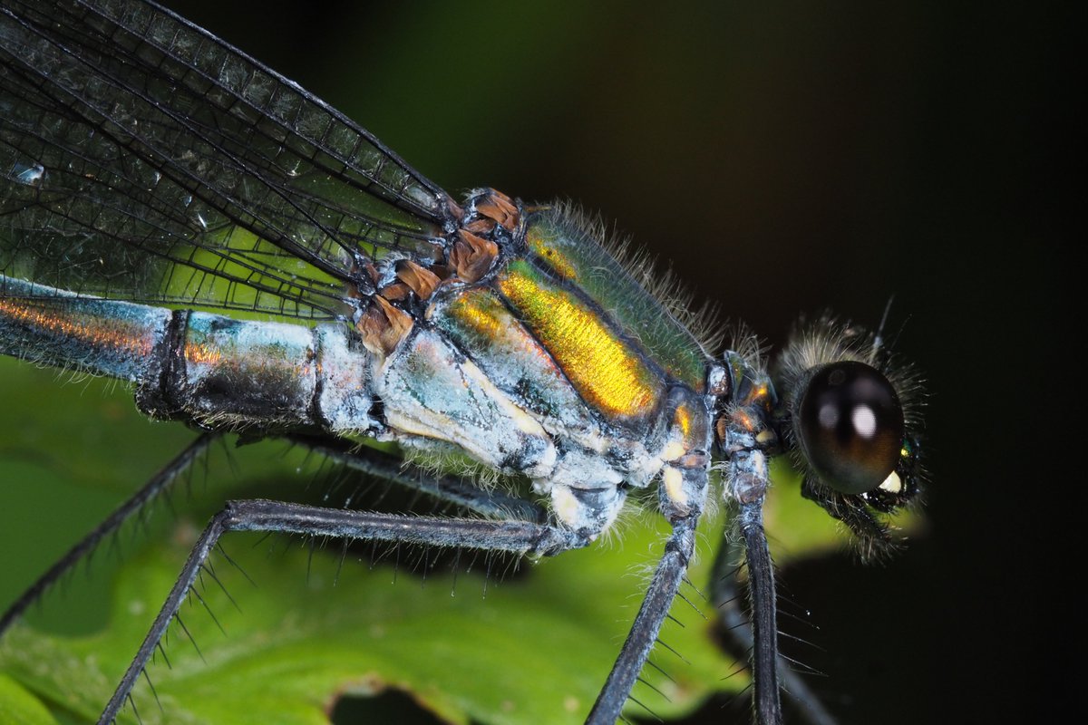 exoskeleton tweet media