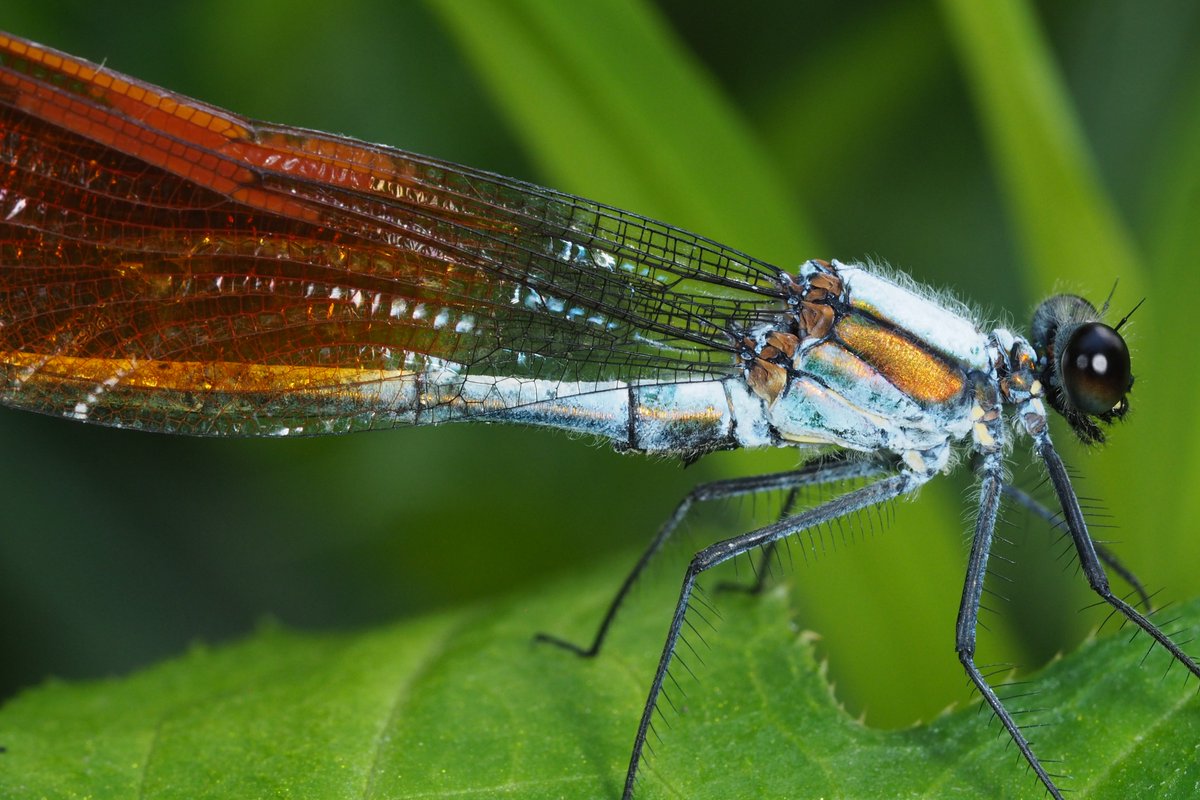 exoskeleton tweet media