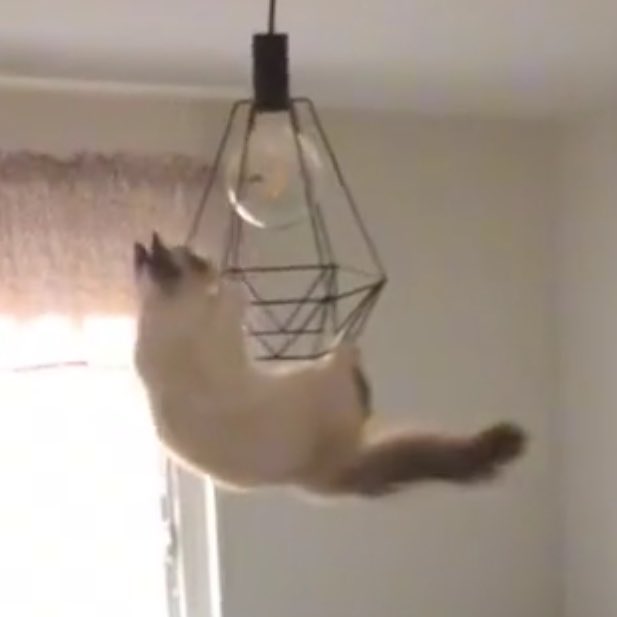 lee know as cats 🐱 (@linoascats) on Twitter photo 