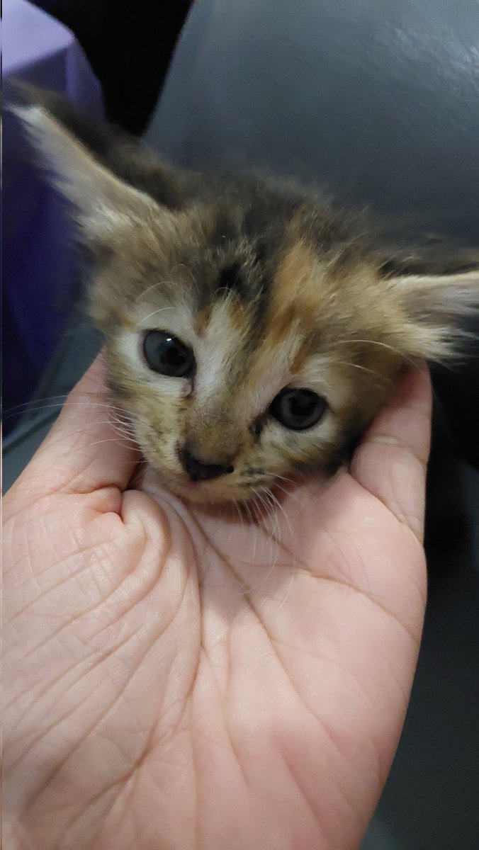 haluinbund's tweet image. Hii kenalin namanya mbul
Mbul kemaren apa kabar? Udah bahagia yaa sama cewe baru😊