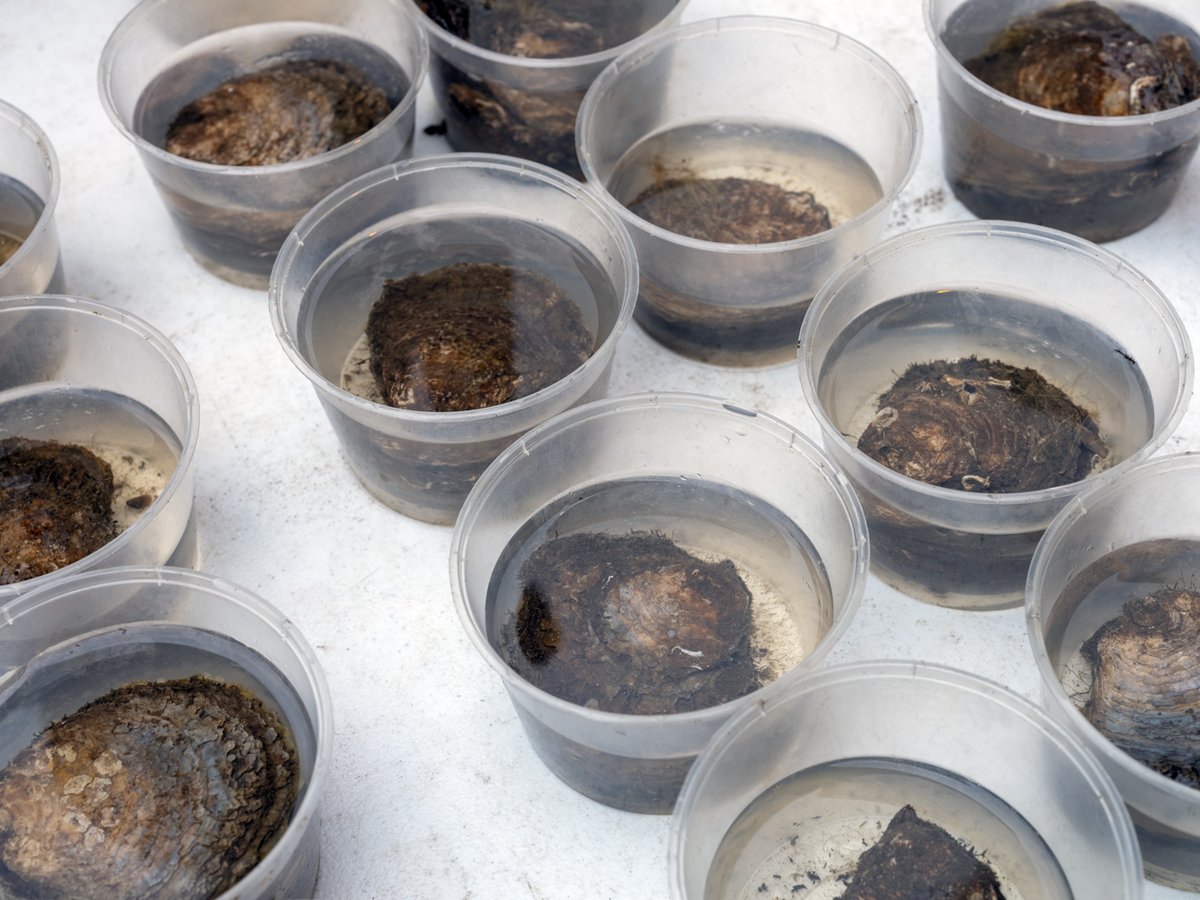 The Wild Oysters Project (@wild_oysters) on Twitter photo 🌊 Great news from the Tyne and Wear team!🌊
Our oysters have been spawning over the past few weeks! 🦪 Each oyster can produce up to 2 million larvae per year when sea temps hit 15°C. 🌊 Great news from the Tyne and Wear team!🌊
Our oysters have been spawning over the past few weeks! 🦪 Each oyster can produce up to 2 million larvae per year when sea temps hit 15°C.