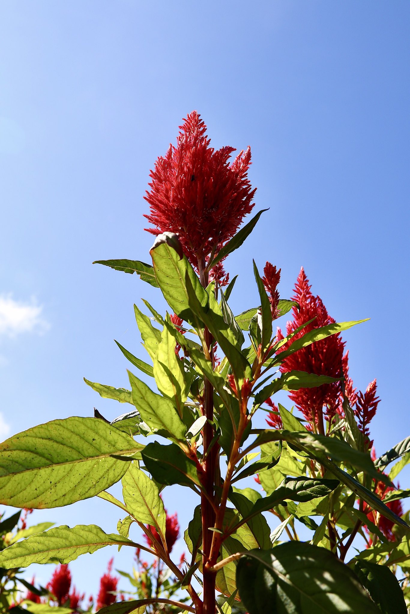 ♦︎ ケイトウ様御専用ページ♦︎ ケイトウ(鶏頭)|造花 通販 - はなどんやアソシエ