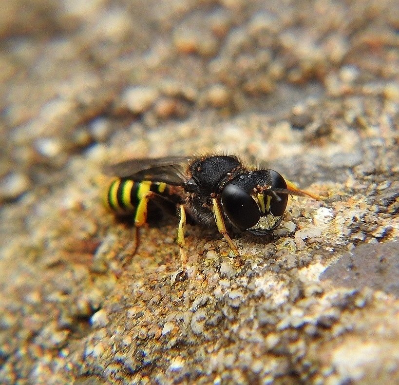 donnamallon222's tweet image. Love these Digger Wasps it has been lovely watching them 😊
I think its one of the Ectemnius species but unsure which one.

#wasps #insects #britishwildlife