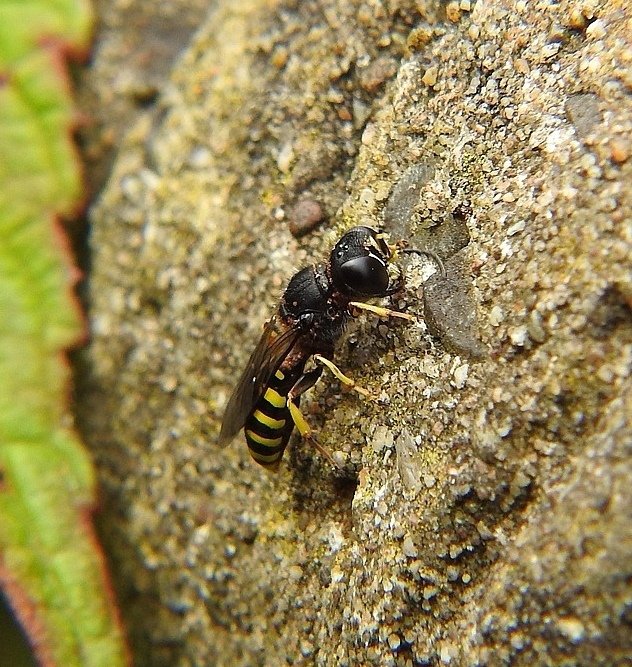 donnamallon222's tweet image. Love these Digger Wasps it has been lovely watching them 😊
I think its one of the Ectemnius species but unsure which one.

#wasps #insects #britishwildlife