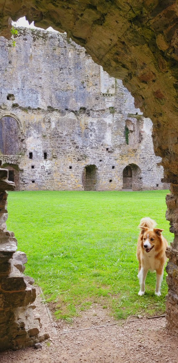 jacqui hill (@jacquihill18) on Twitter photo Charlie loving the Bishop's Palace in Lamphey, Pembrokeshire, amazing place ๐๐โค๏ธ๐ด๓ ง๓ ข๓ ท๓ ฌ๓ ณ๓ ฟ๐ด๓ ง๓ ข๓ ท๓ ฌ๓ ณ๓ ฟ๐ด๓ ง๓ ข๓ ท๓ ฌ๓ ณ๓ ฟ๐ด๓ ง๓ ข๓ ท๓ ฌ๓ ณ๓ ฟ๐ด๓ ง๓ ข๓ ท๓ ฌ๓ ณ๓ ฟ <a href="/CarolPoyerPeett/">Wales Propertyfinder</a> <a href="/HartCollie/">Diane Hart Collie Dog Rescue, Wales</a> <a href="/BCTGB/">Border Collie Trust</a> <a href="/MarkPerks2021/">Mark Perks</a> <a href="/VisitPembs/">Visit Pembrokeshire ๐ด๓ ง๓ ข๓ ท๓ ฌ๓ ณ๓ ฟ</a> <a href="/Dogsofpembs/">Dog Friendly Pembrokeshire</a> Charlie loving the Bishop's Palace in Lamphey, Pembrokeshire, amazing place ๐๐โค๏ธ๐ด๓ ง๓ ข๓ ท๓ ฌ๓ ณ๓ ฟ๐ด๓ ง๓ ข๓ ท๓ ฌ๓ ณ๓ ฟ๐ด๓ ง๓ ข๓ ท๓ ฌ๓ ณ๓ ฟ๐ด๓ ง๓ ข๓ ท๓ ฌ๓ ณ๓ ฟ๐ด๓ ง๓ ข๓ ท๓ ฌ๓ ณ๓ ฟ <a href="/CarolPoyerPeett/">Wales Propertyfinder</a> <a href="/HartCollie/">Diane Hart Collie Dog Rescue, Wales</a> <a href="/BCTGB/">Border Collie Trust</a> <a href="/MarkPerks2021/">Mark Perks</a> <a href="/VisitPembs/">Visit Pembrokeshire ๐ด๓ ง๓ ข๓ ท๓ ฌ๓ ณ๓ ฟ</a> <a href="/Dogsofpembs/">Dog Friendly Pembrokeshire</a>