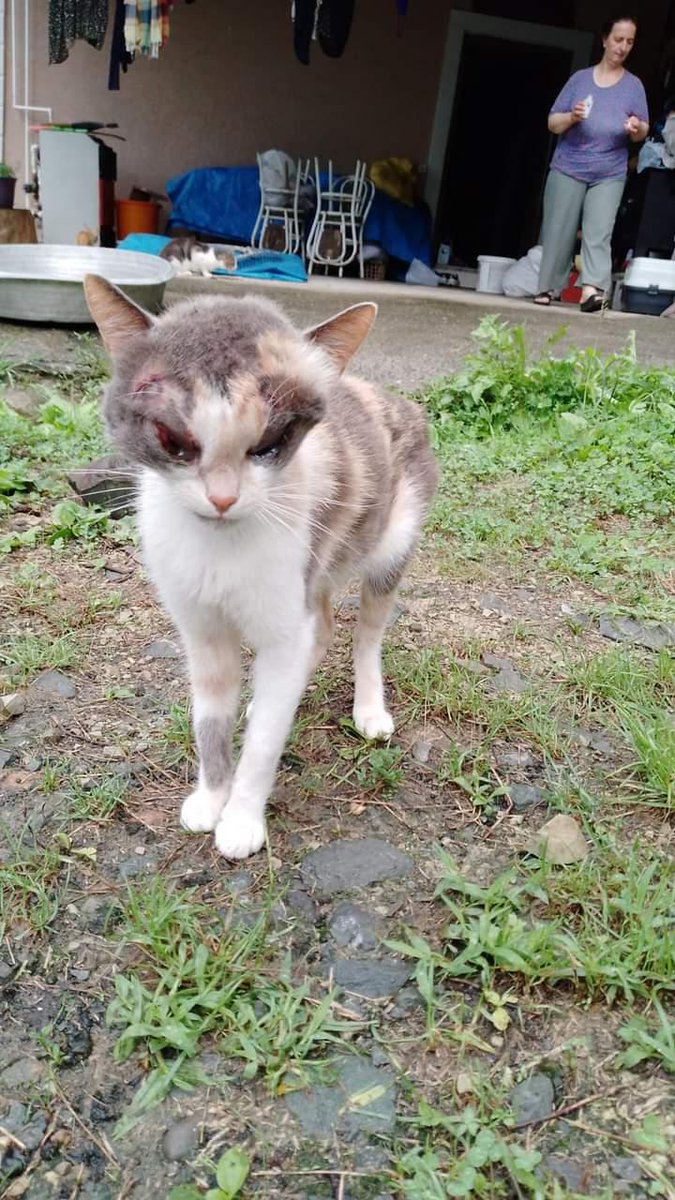 Trabzon da köpek saldırmış beyninde ödem oluşmuş ve olduğu bölgede kapsamlı klinik yok.
Bu çocuğun tedavisini yaptıracak biri çıkar mı 🥹 İstanbul da çok iyi hekimler var yardımcı olacak bir dernek veya durumu iyi biri lazım.

En yakın Samsun var ama oradaki hekimlerin bu ++