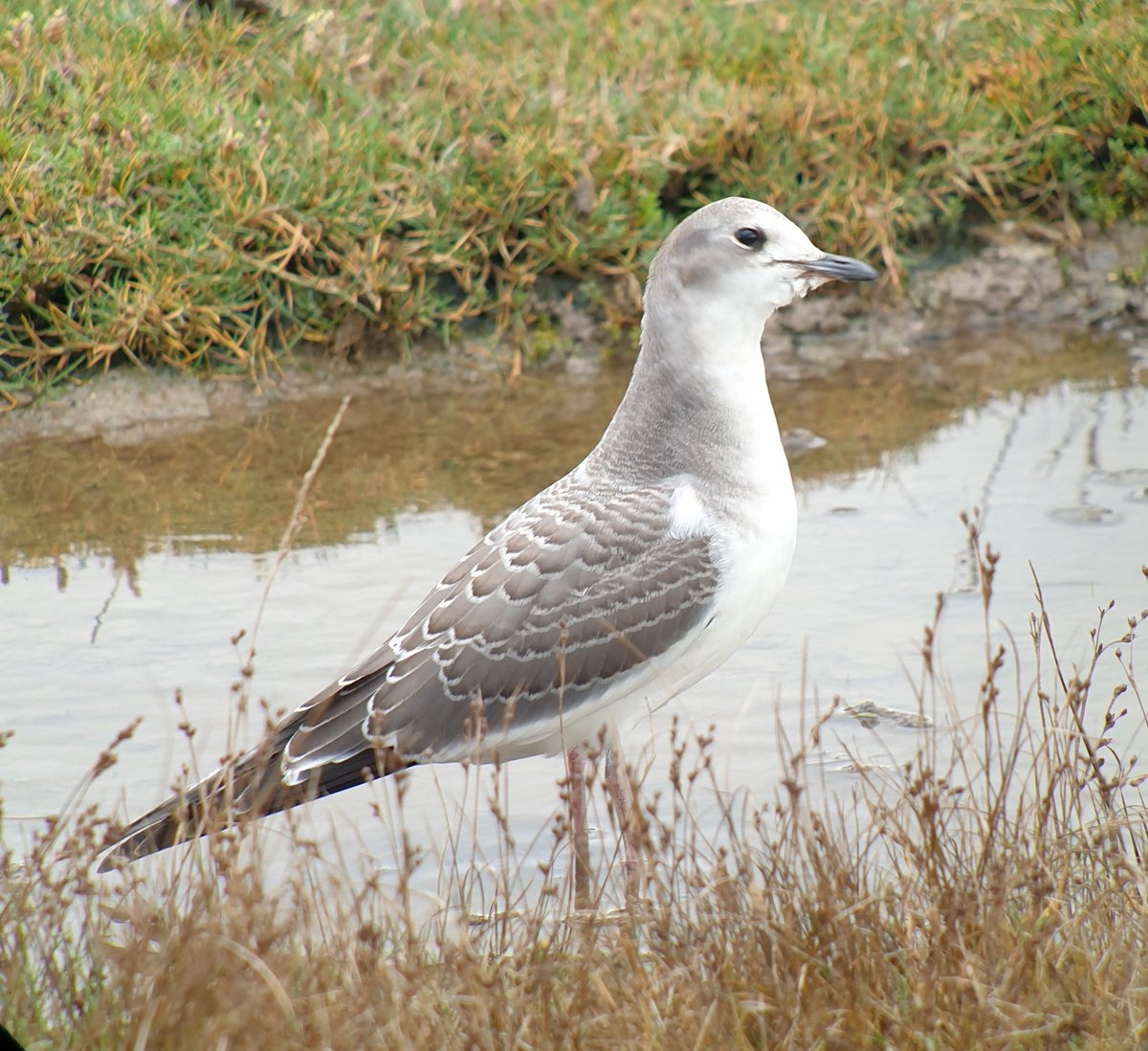 Sab's Gull still present in Somerset this morning