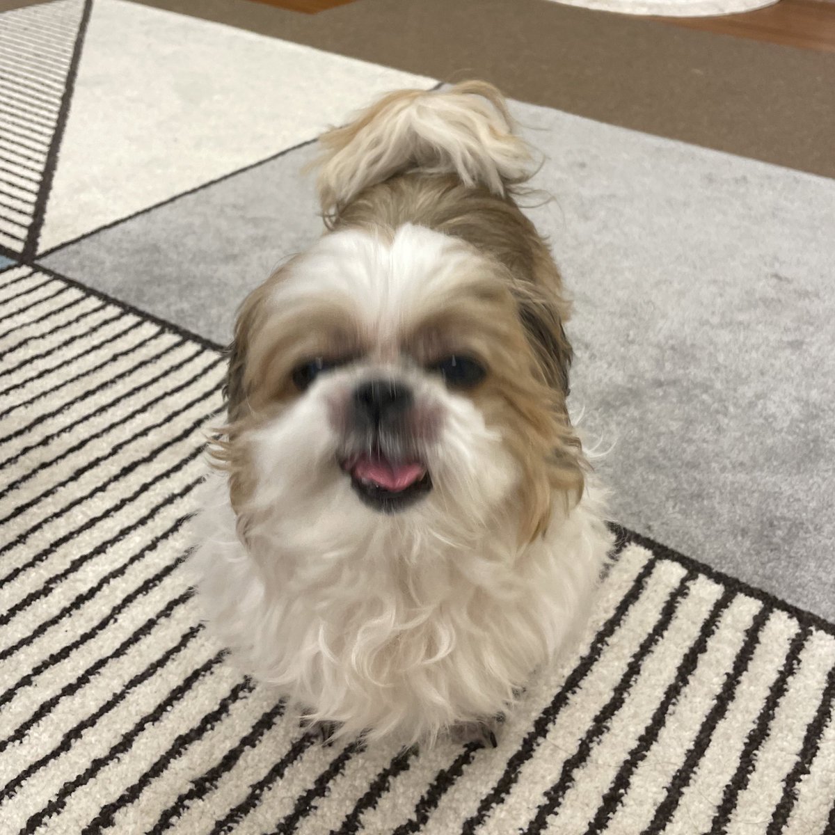 에어컨 예약 잘못해둬서 하루종일 시원하게 지낸 강아지(좋았겠다)