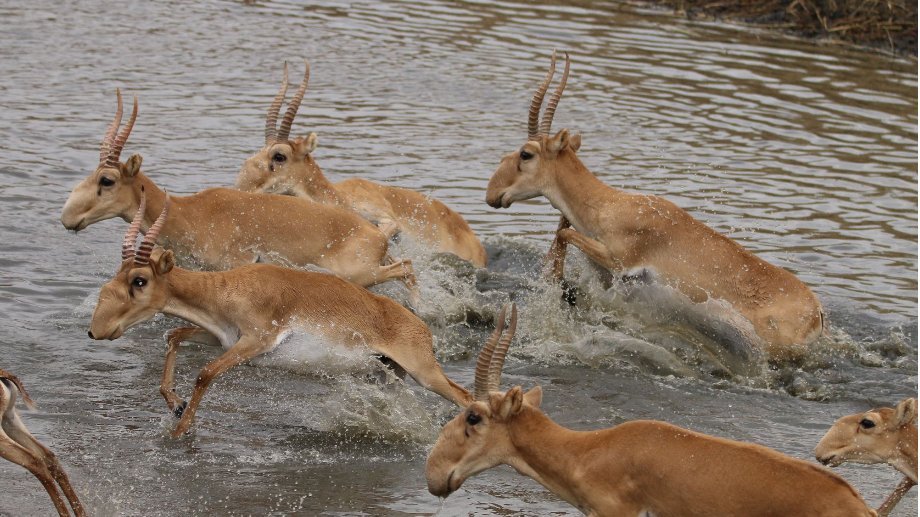IUCN SSC Antelope Specialist Group (@antelopesg) on Twitter photo 🚨Just launched: The Atlas of Ungulate Migration!🚨
Explore the epic migrations of Mongolian Gazelle, Saiga, Tibetan antelope & Wildebeest
Created by global experts with <a href="/BonnConvention/">Convention on Migratory Species (CMS)</a>, it could be a game changer for conservation 🌿
Discover more: cms.int/en/news/un-lau… 🚨Just launched: The Atlas of Ungulate Migration!🚨
Explore the epic migrations of Mongolian Gazelle, Saiga, Tibetan antelope & Wildebeest
Created by global experts with <a href="/BonnConvention/">Convention on Migratory Species (CMS)</a>, it could be a game changer for conservation 🌿
Discover more: cms.int/en/news/un-lau…